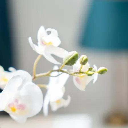 Pool View Cactus プラヤ・デル・イングレス