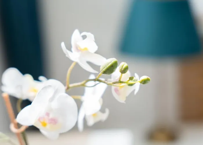 Pool View Cactus Playa del Inglés